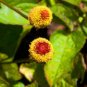 Novelty Plant 200 Seeds