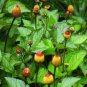 Novelty Plant 200 Seeds
