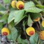 Novelty Plant 200 Seeds