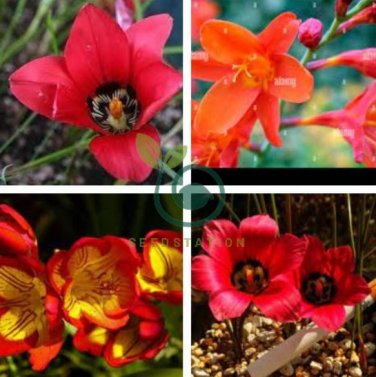 South African Crocus Carmine Red Flowers 6 Seeds