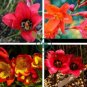 South African Crocus Carmine Red Flowers 6 Seeds
