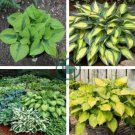 beautiful Hosta Plants 300 Seeds