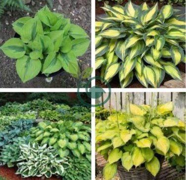 beautiful Hosta Plants 300 Seeds