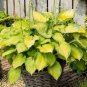 beautiful Hosta Plants 300 Seeds