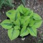 beautiful Hosta Plants 300 Seeds