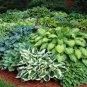 beautiful Hosta Plants 300 Seeds