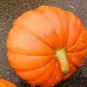 Super Large Pumpkin 40 Seeds