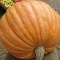 Super Large Pumpkin 40 Seeds