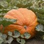 Super Large Pumpkin 40 Seeds