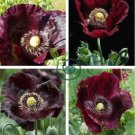 Midnight Poppy Papaver Somniferum 300 Seeds