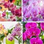 Orchid 200 Seeds