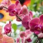 Orchid 200 Seeds