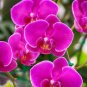Orchid 200 Seeds