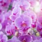 Orchid 200 Seeds