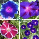 6 Types Of Ipomoea Nil Morning Glory Flower 100 Seeds