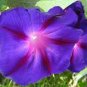 6 Types Of Ipomoea Nil Morning Glory Flower 100 Seeds