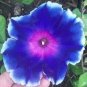 6 Types Of Ipomoea Nil Morning Glory Flower 100 Seeds