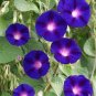 6 Types Of Ipomoea Nil Morning Glory Flower 100 Seeds