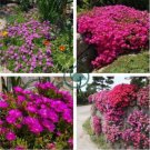Lampranthus spectabilis Flaw 100 Seeds