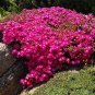 Lampranthus spectabilis Flaw 100 Seeds