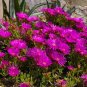 Lampranthus spectabilis Flaw 100 Seeds