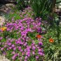 Lampranthus spectabilis Flaw 100 Seeds