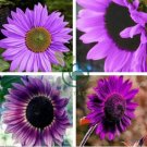 Purple Big Sunflowers Flowers with Black Centre Ornamental Plant 80 Seeds