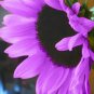 Purple Big Sunflowers Flowers with Black Centre Ornamental Plant 80 Seeds