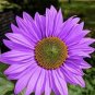 Purple Big Sunflowers Flowers with Black Centre Ornamental Plant 80 Seeds
