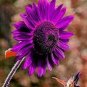 Purple Big Sunflowers Flowers with Black Centre Ornamental Plant 80 Seeds
