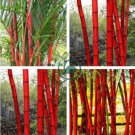 Moso red Bamboo 200 Seeds