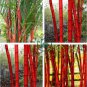 Moso red Bamboo 200 Seeds