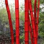 Moso red Bamboo 200 Seeds