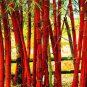 Moso red Bamboo 200 Seeds