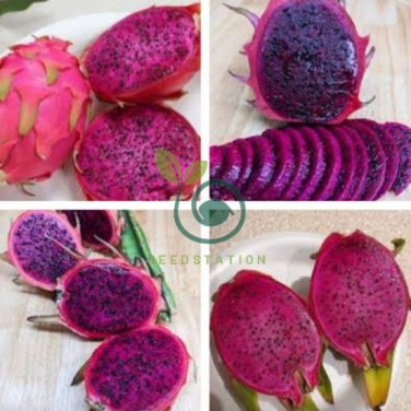 Purple Dragon Fruit 100 Seeds