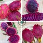 Purple Dragon Fruit 100 Seeds