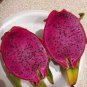 Purple Dragon Fruit 100 Seeds