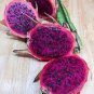 Purple Dragon Fruit 100 Seeds