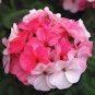 Geranium White-to-light pink Hydrangea-typed Bonsai Flowers 20 seeds