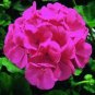 Geranium White-to-light pink Hydrangea-typed Bonsai Flowers 20 seeds