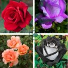 Heirloom Chinese Rose Flower 900 Seeds