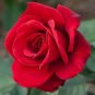 Heirloom Chinese Rose Flower 900 Seeds
