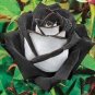 Heirloom Chinese Rose Flower 900 Seeds