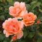 Heirloom Chinese Rose Flower 900 Seeds