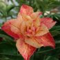 Middle Colorful Grafting Adenium Obesum Desert Rose 4 Seeds
