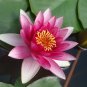 Heirloom Purple Red Water Lily 2 Seeds