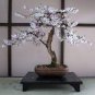 Bonsai Organic Ornamental Oriental Cherry Blossoms Sakura 40 Seeds