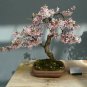Bonsai Organic Ornamental Oriental Cherry Blossoms Sakura 40 Seeds