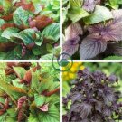 Bi-coloured Salad Perilla Shiso 200 Seeds