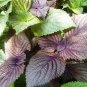Bi-coloured Salad Perilla Shiso 200 Seeds